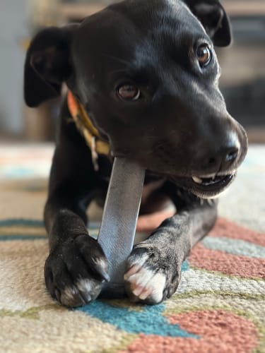 Customer photo review of BLUEBERRY YAK CHEWS