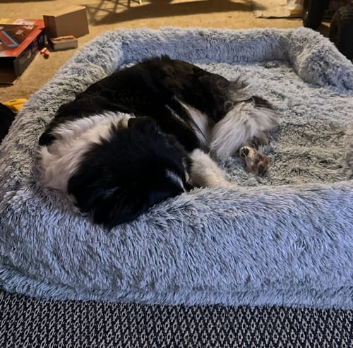 Customer photo review of PaWz Premium Pet Orthopaedic Bed