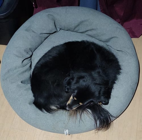 Customer photo review of Cama Antiestrés Para Perros