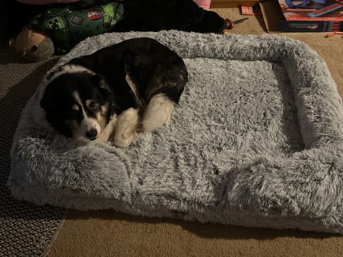 Customer photo review of PaWz Premium Pet Orthopaedic Bed