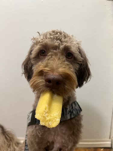 Customer photo review of Himalayan Yak Chew (MEDIUM)