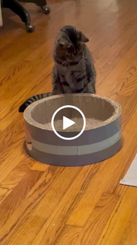 undefined review of TURBO TAIL 2.0 image 1 out of 1