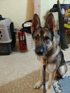 Customer photo review of Budapest Truffles