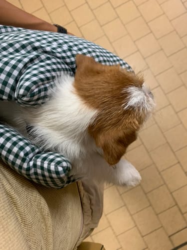 Customer photo review of Trasportino Cotone Vichy Verde Scuro