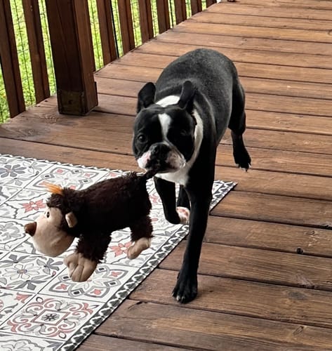 Customer photo review of Adult Canine Food Bars: Beef and Chicken Recipe - IWB Case