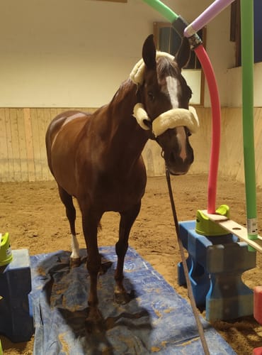 Customer photo review of Strotonin Horse Support