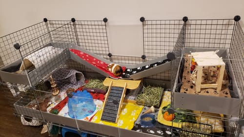 Customer photo review of Piggy Condo C&C Cage with Pillars, Balcony, and Ramp