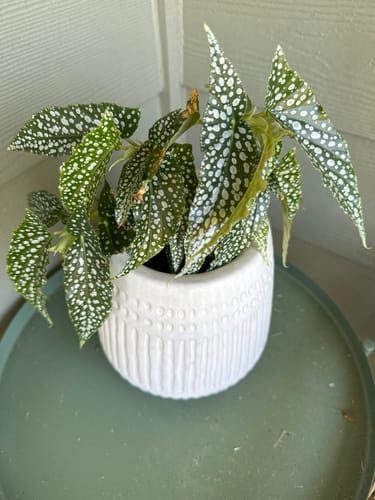 Customer photo review of Fungus Gnat Death Drops