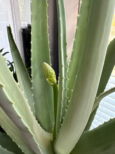 Customer photo review of Plant Food