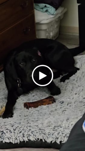 Customer video review of Smoked Beef Marrow Bone