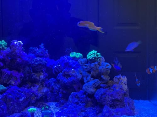 undefined review of Fiji Cube 32 Gallon Rimless AIO Glass Nano Tank - PRO Series image 1 out of 2