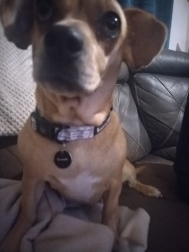 Customer photo review of Trail & Glow® Collar - Mocha Leopard