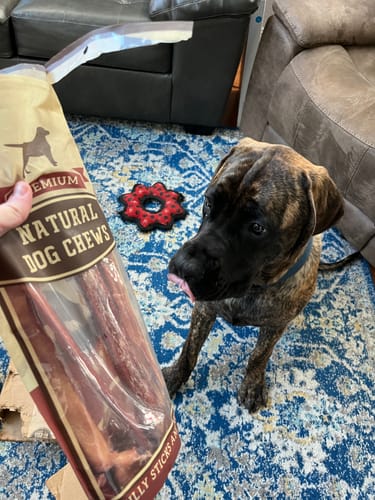 Customer photo review of 12 Inch Jumbo Bully Stick
