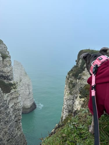 Jaroslaw K. review of 5cm Pin Buckle Collar | NO Handle - Pink image 1 out of 3