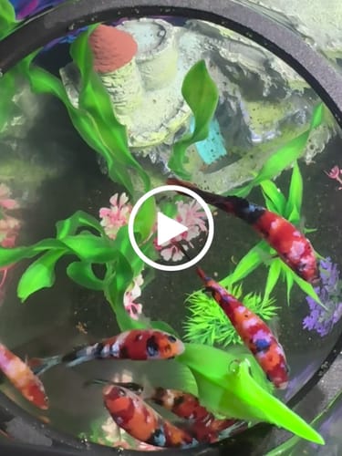 Customer video review of Koi Nemo Black Base Female Betta Fish Sorority | Successful Sorority Pack