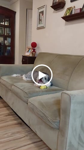 Customer video review of Thin Bully Sticks - 6 Inch