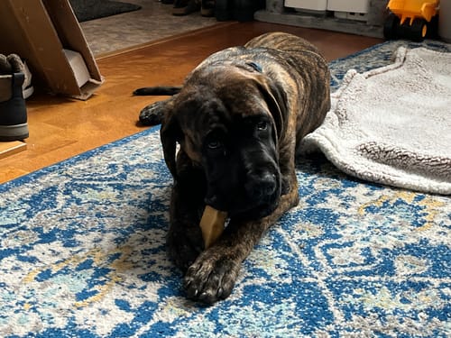 Customer photo review of Himalayan Yak Chew (MEGA)