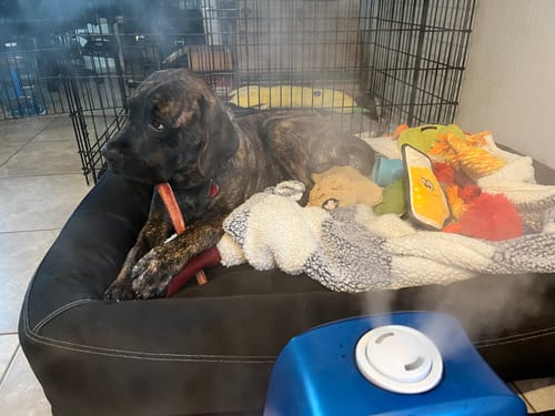 Customer photo review of 10-12 Inch Jumbo Collagen Wrapped in Bully Stick