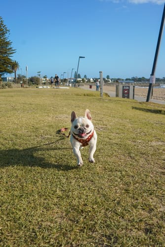 Customer photo review of Harness