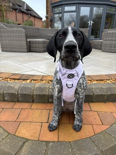 Customer photo review of Trail & Glow® Dog Harness - Blush Leopard