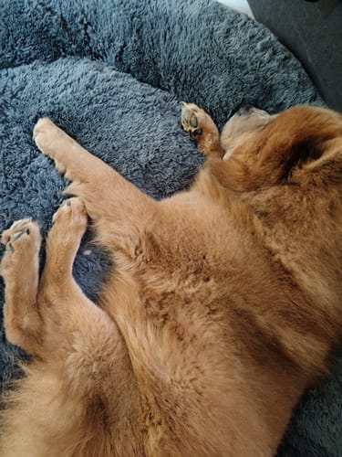 Customer photo review of Cama Antiestrés Para Perros