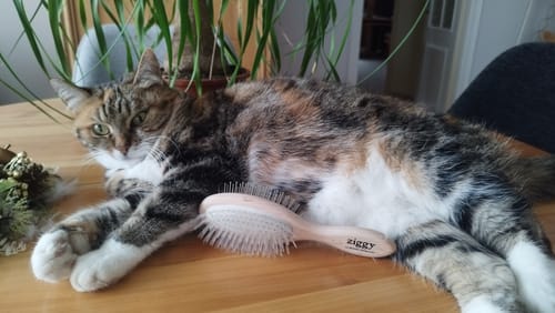 Avis photo d'un client sur La brosse française - pour chats
