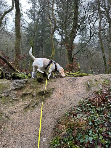 Customer photo review of Trail & Glow® Dog Harness - Celestial
