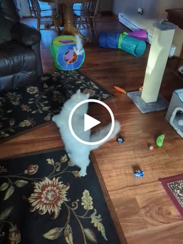 Customer video review of Interactive Bird Simulation Cat Toy Set | Leo's Paw
