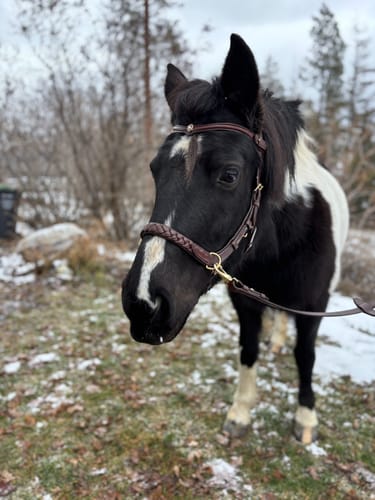 Customer photo review of Odessa bonita Multi Bridle with padded noseband - MASEGO bit to bitless system