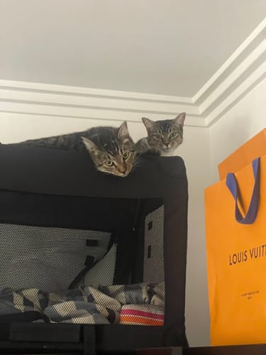 Customer photo review of 3 Month Supply - 2 Cats