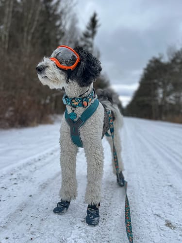 Customer photo review of All Weather Dog Booties - Doccasins - 1 pair