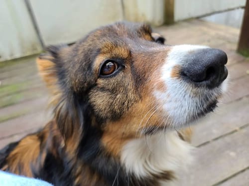 Customer photo review of FurLife™ 12 Months Flea and Tick Free