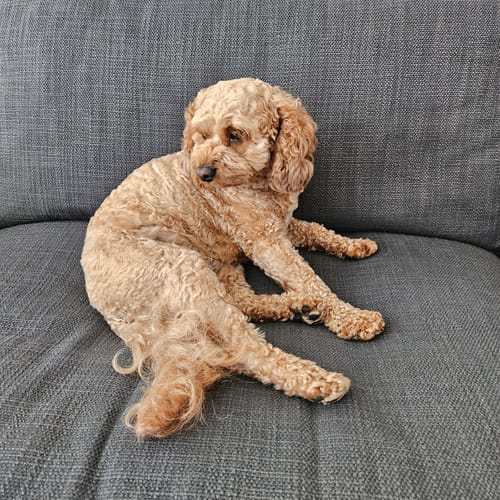 Customer photo review of PaWz GroomMate Pet Grooming Kit