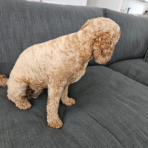 Customer photo review of PaWz GroomMate Pet Grooming Kit