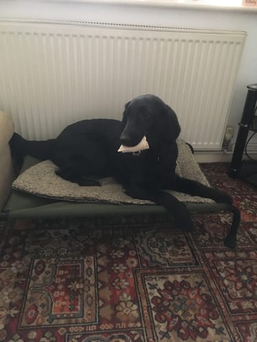 Customer photo review of HiK9 Bed with Olive Mesh Cover