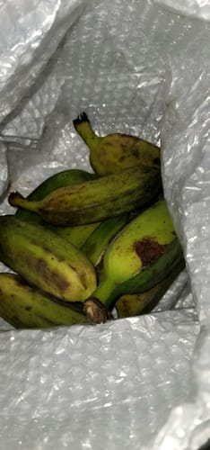 Customer photo review of Burro Banana (Orinoco Banana)