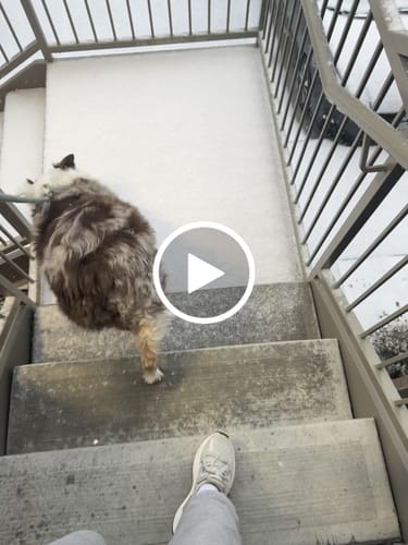 Customer video review of WagWellies® Mojave