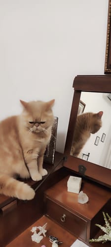 Customer photo review of Abbonamento gatto formula Anatra e Mirtilli Auto renew