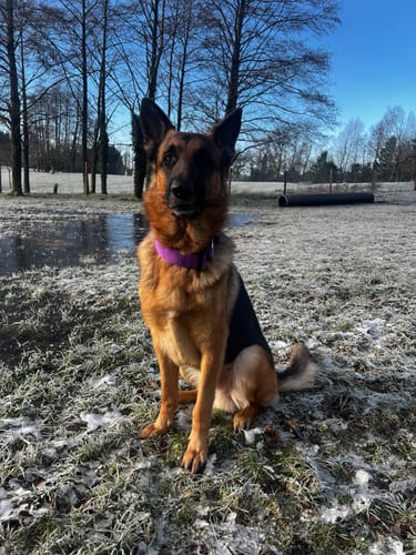 undefined review of 5cm Combat® Collar | With Handle & Secure Clip - Purple image 1 out of 1