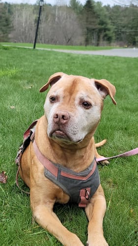 Customer photo review of KING KALM 600mg CBD with Copaiba, Krill Oil and DHA for Dogs & Cats