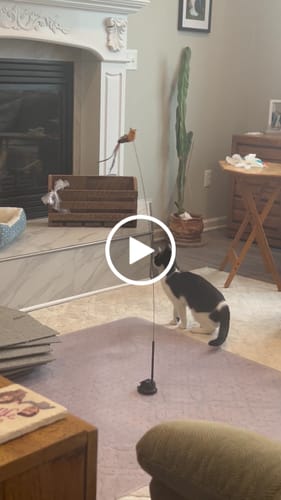 Customer video review of Interactive Bird Simulation Cat Toy Set | Leo's Paw