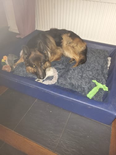 Customer photo review of CalmBlanket