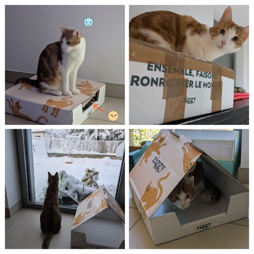 Avis photo d'un client sur Croquettes Chat Stérilisé Sans Céréales - Poulet