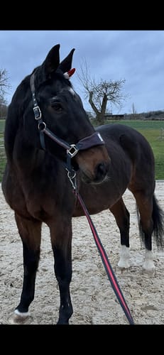 Customer photo review of Kristallkraft Core