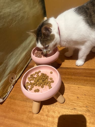 Customer photo review of Meoof Gulu Ceramic Pet Food/Water Cat Bowls Small Dog Bowls with Wooden Stand