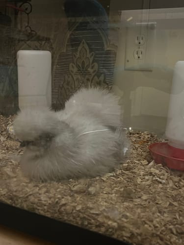 Customer photo review of Lavender Silkie Chick (Unsexed)