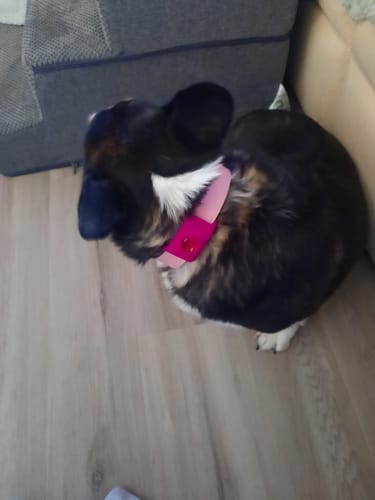 Customer photo review of FurLife™ 12 Months Flea and Tick Free