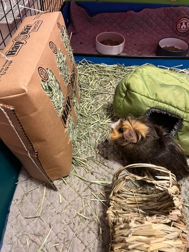 Customer photo review of Timothy Hay Bar for Guinea Pigs (5 Pack)
