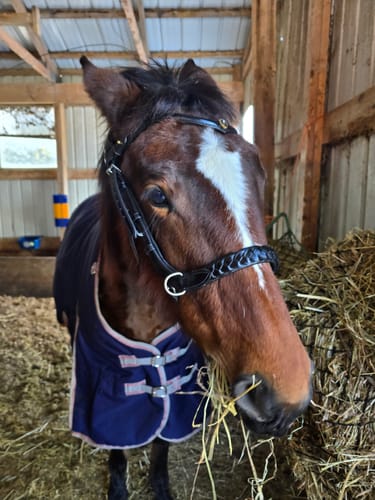 Customer photo review of Odessa Bonita MB padded SILVER Hardware