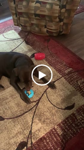 Customer video review of Himalayan Yak Chew (MEGA)